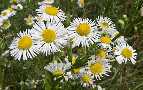 the flower heads